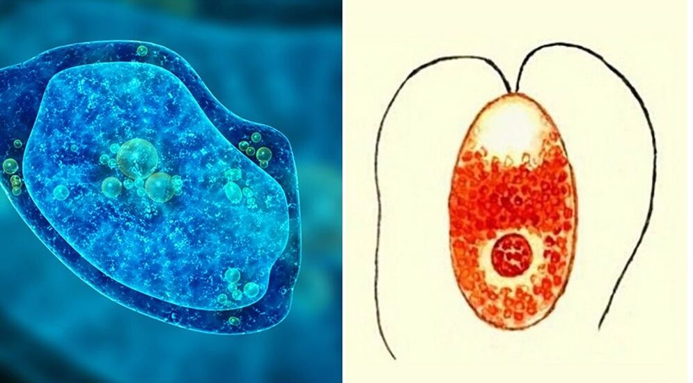 protozoan parasites dysenteric amoeba and malaria plasmodium