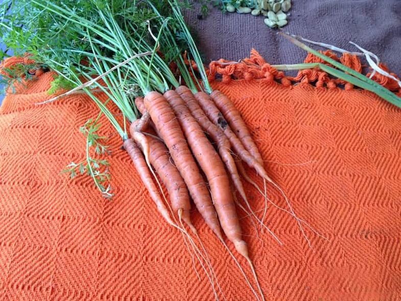 Carrot against parasites