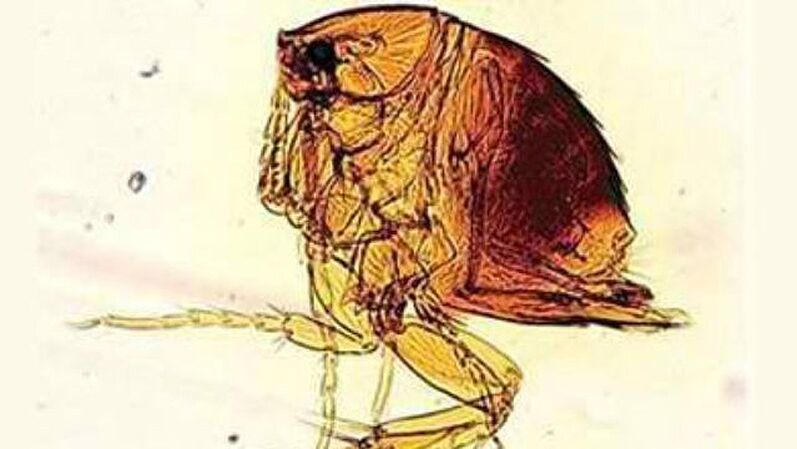 Flea sand