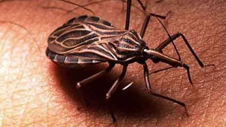 Trinosoma