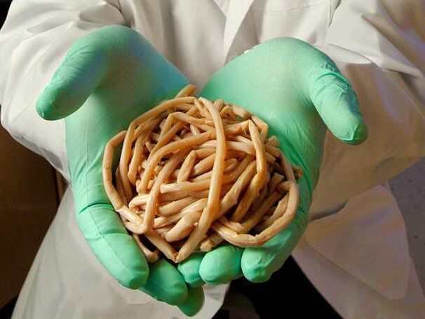 What are dangerous parasites